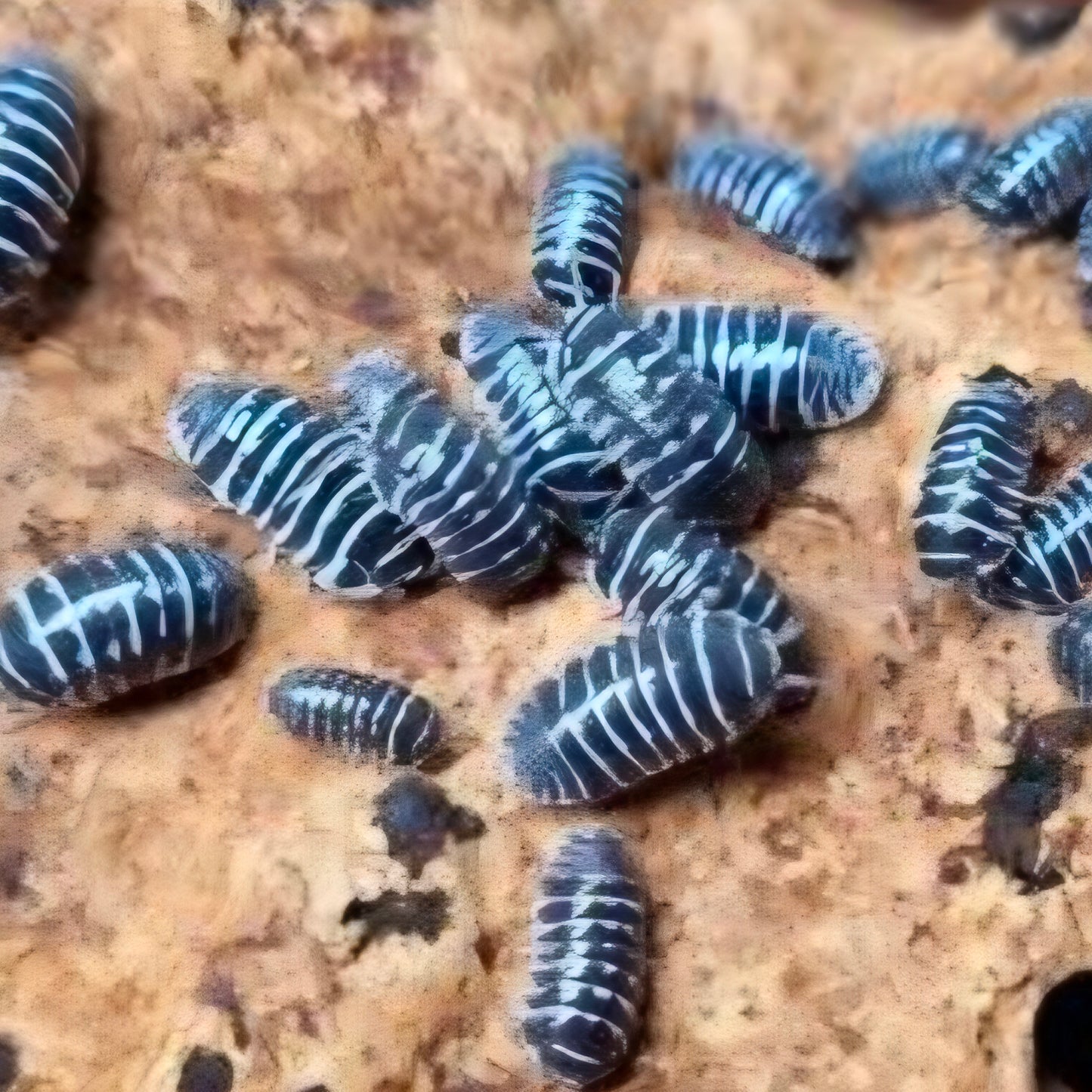 10 Count Armadillidium Maculatum Zebra