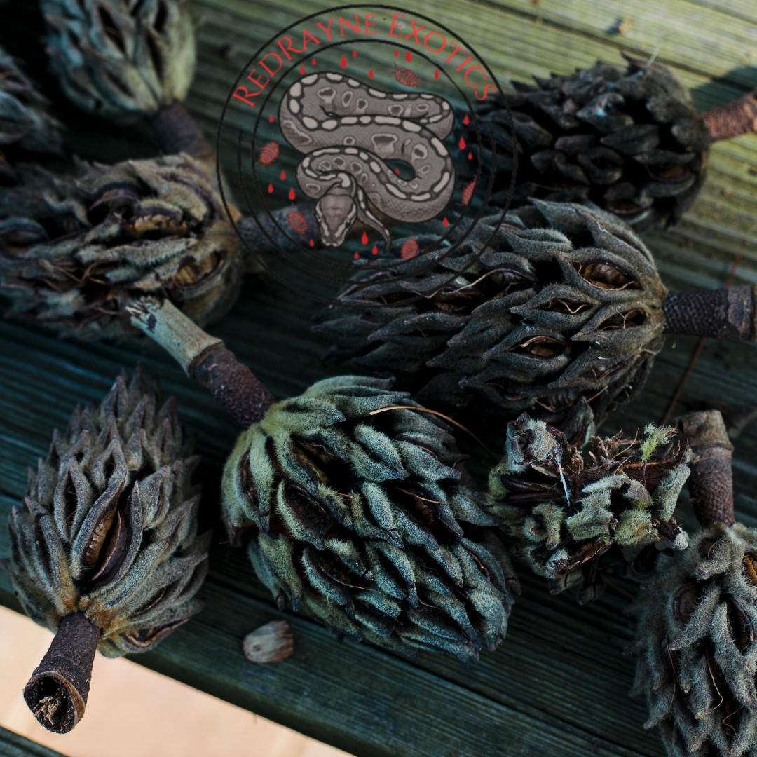 Magnolia Seed Pods