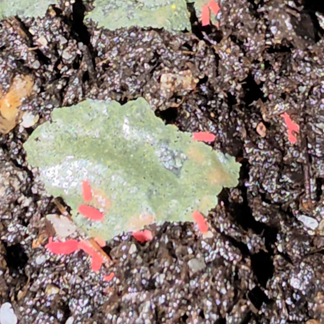Lobella Thai Red Springtails