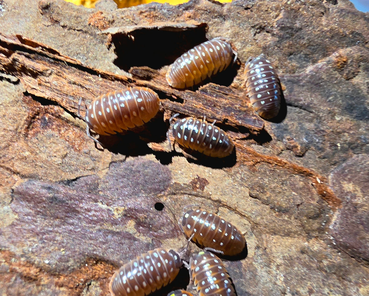 10 Count Armadillidium Klugii Montenegro Clown