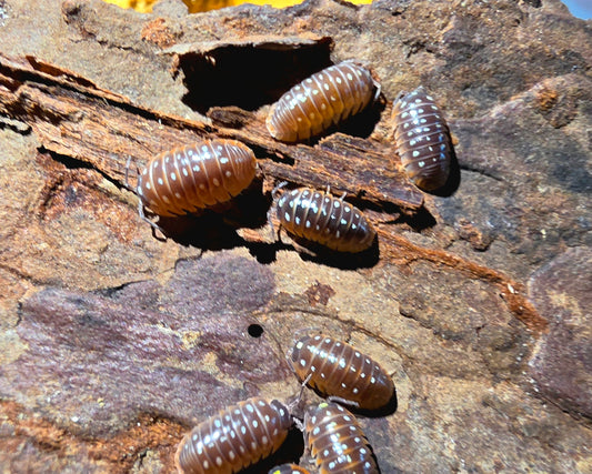 10 Count Armadillidium Klugii Montenegro Clown